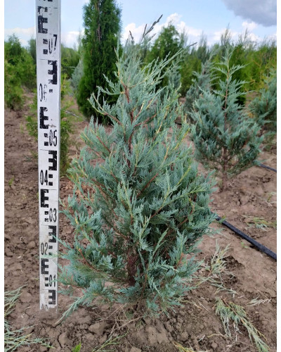 Ялівець скельний Мунглоу | Juniperus scopulorum Moonglow | Можжевельник скальный Мунглоу