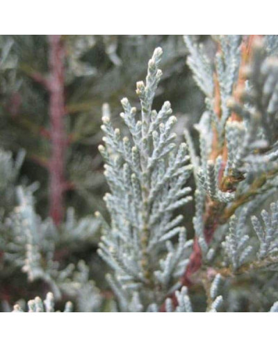 Ялівець скельний Мунглоу | Juniperus scopulorum Moonglow | Можжевельник скальный Мунглоу