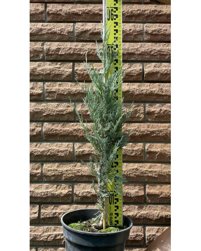 Ялівець скельний Мунглоу | Juniperus scopulorum Moonglow | Можжевельник скальный Мунглоу