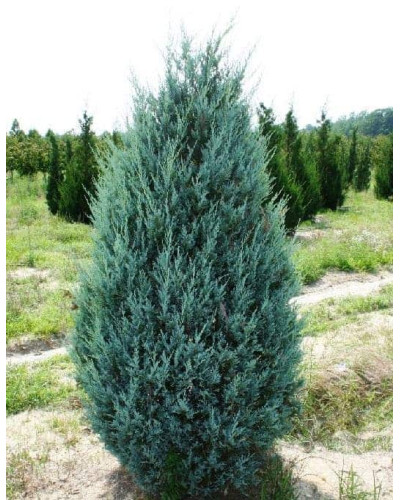 Ялівець скельний Мунглоу | Juniperus scopulorum Moonglow | Можжевельник скальный Мунглоу