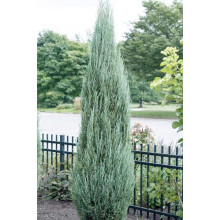 Ялівець скельний Блю Ерроу / Блю Арроу | Juniperus scopulorum Blue Arrow | Можжевельник скальный Блю Эрроу / Блю Арроу