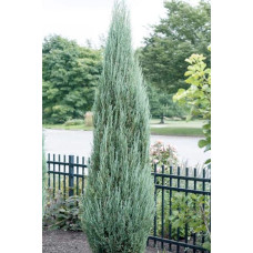 Ялівець скельний Блю Ерроу / Блю Арроу | Juniperus scopulorum Blue Arrow | Можжевельник скальный Блю Эрроу / Блю Арроу