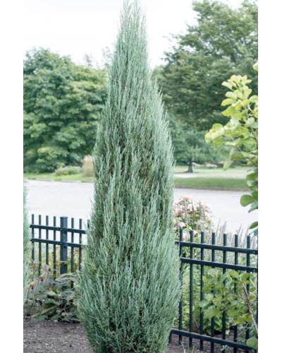 Ялівець скельний Блю Ерроу / Блю Арроу | Juniperus scopulorum Blue Arrow | Можжевельник скальный Блю Эрроу / Блю Арроу