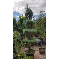 Ялівець скельний Блю Ерроу / Блю Арроу | Juniperus scopulorum Blue Arrow | Можжевельник скальный Блю Эрроу / Блю Арроу