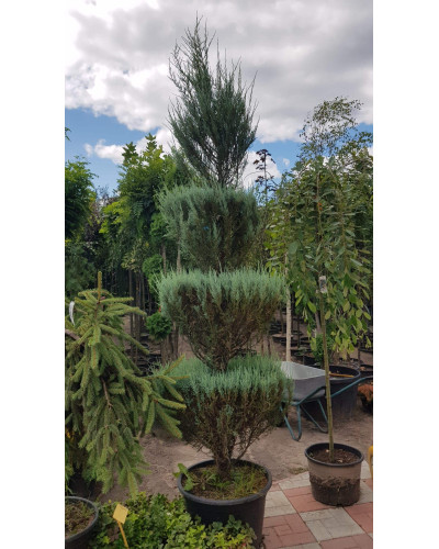 Ялівець скельний Блю Ерроу / Блю Арроу | Juniperus scopulorum Blue Arrow | Можжевельник скальный Блю Эрроу / Блю Арроу