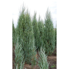 Ялівець скельний Блю Ерроу / Блю Арроу | Juniperus scopulorum Blue Arrow | Можжевельник скальный Блю Эрроу / Блю Арроу