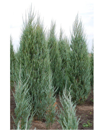 Ялівець скельний Блю Ерроу / Блю Арроу | Juniperus scopulorum Blue Arrow | Можжевельник скальный Блю Эрроу / Блю Арроу