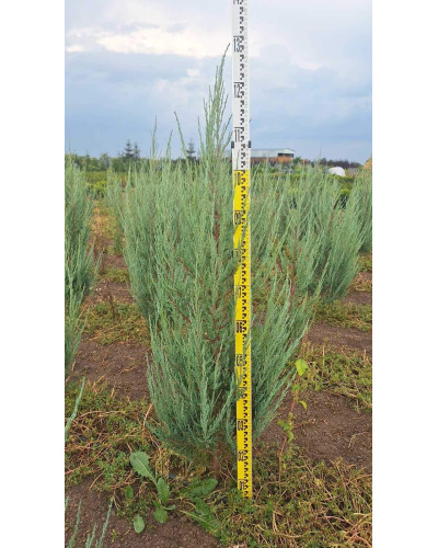 Ялівець скельний Блю Ерроу / Блю Арроу | Juniperus scopulorum Blue Arrow | Можжевельник скальный Блю Эрроу / Блю Арроу