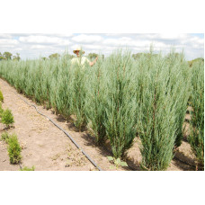 Ялівець скельний Блю Ерроу / Блю Арроу | Juniperus scopulorum Blue Arrow | Можжевельник скальный Блю Эрроу / Блю Арроу