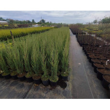 Ялівець скельний Блю Ерроу / Блю Арроу | Juniperus scopulorum Blue Arrow | Можжевельник скальный Блю Эрроу / Блю Арроу