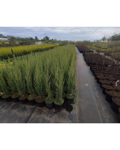 Ялівець скельний Блю Ерроу / Блю Арроу | Juniperus scopulorum Blue Arrow | Можжевельник скальный Блю Эрроу / Блю Арроу