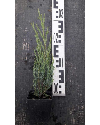 Ялівець скельний Блю Ерроу / Блю Арроу | Juniperus scopulorum Blue Arrow | Можжевельник скальный Блю Эрроу / Блю Арроу