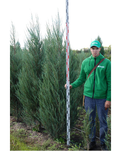 Ялівець скельний Блю Ерроу / Блю Арроу | Juniperus scopulorum Blue Arrow | Можжевельник скальный Блю Эрроу / Блю Арроу