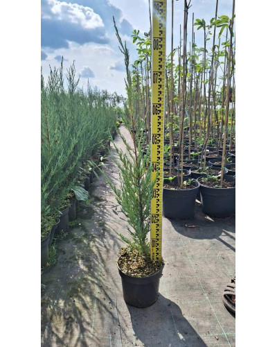 Ялівець скельний Блю Ерроу / Блю Арроу | Juniperus scopulorum Blue Arrow | Можжевельник скальный Блю Эрроу / Блю Арроу