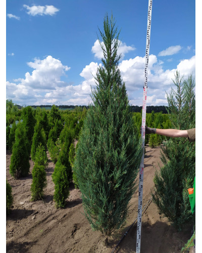 Ялівець скельний Блю Ерроу / Блю Арроу | Juniperus scopulorum Blue Arrow | Можжевельник скальный Блю Эрроу / Блю Арроу