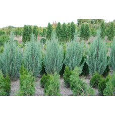 Ялівець скельний Блю Ерроу / Блю Арроу | Juniperus scopulorum Blue Arrow | Можжевельник скальный Блю Эрроу / Блю Арроу