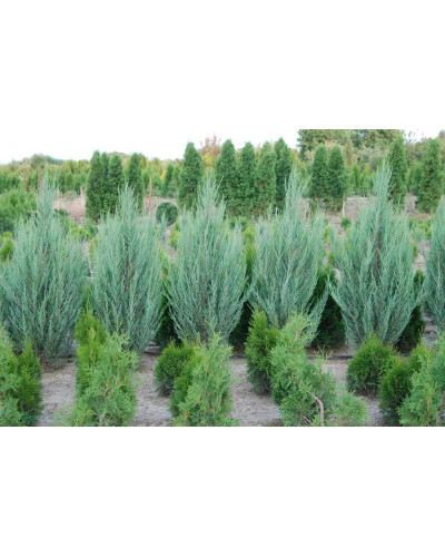 Ялівець скельний Блю Ерроу / Блю Арроу | Juniperus scopulorum Blue Arrow | Можжевельник скальный Блю Эрроу / Блю Арроу