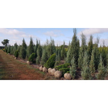 Ялівець скельний Блю Ерроу / Блю Арроу | Juniperus scopulorum Blue Arrow | Можжевельник скальный Блю Эрроу / Блю Арроу