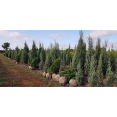 Ялівець скельний Блю Ерроу / Блю Арроу | Juniperus scopulorum Blue Arrow | Можжевельник скальный Блю Эрроу / Блю Арроу