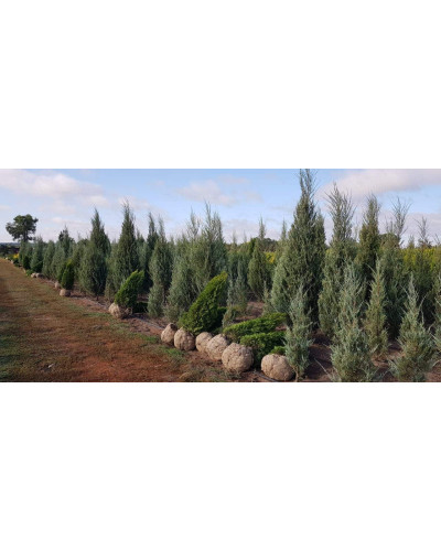 Ялівець скельний Блю Ерроу / Блю Арроу | Juniperus scopulorum Blue Arrow | Можжевельник скальный Блю Эрроу / Блю Арроу