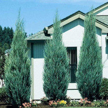 Ялівець скельний Блю Ерроу / Блю Арроу | Juniperus scopulorum Blue Arrow | Можжевельник скальный Блю Эрроу / Блю Арроу