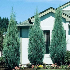 Ялівець скельний Блю Ерроу / Блю Арроу | Juniperus scopulorum Blue Arrow | Можжевельник скальный Блю Эрроу / Блю Арроу