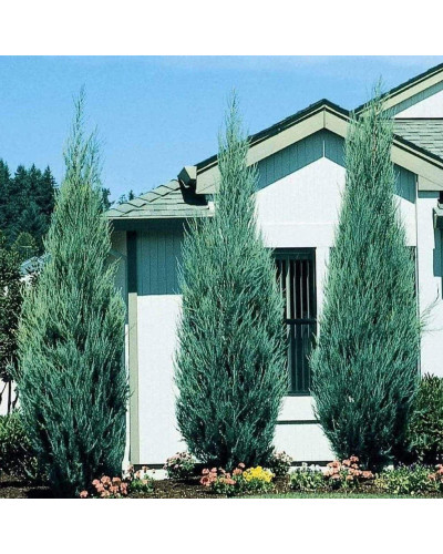 Ялівець скельний Блю Ерроу / Блю Арроу | Juniperus scopulorum Blue Arrow | Можжевельник скальный Блю Эрроу / Блю Арроу