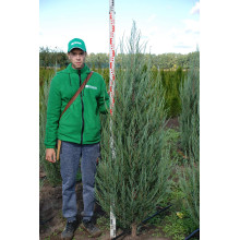 Ялівець скельний Блю Ерроу / Блю Арроу | Juniperus scopulorum Blue Arrow | Можжевельник скальный Блю Эрроу / Блю Арроу