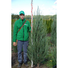 Ялівець скельний Блю Ерроу / Блю Арроу | Juniperus scopulorum Blue Arrow | Можжевельник скальный Блю Эрроу / Блю Арроу