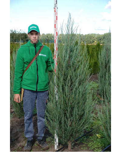 Ялівець скельний Блю Ерроу / Блю Арроу | Juniperus scopulorum Blue Arrow | Можжевельник скальный Блю Эрроу / Блю Арроу