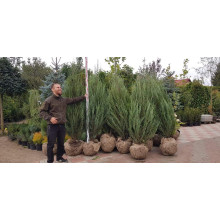 Ялівець скельний Блю Ерроу / Блю Арроу | Juniperus scopulorum Blue Arrow | Можжевельник скальный Блю Эрроу / Блю Арроу