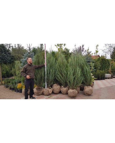 Ялівець скельний Блю Ерроу / Блю Арроу | Juniperus scopulorum Blue Arrow | Можжевельник скальный Блю Эрроу / Блю Арроу