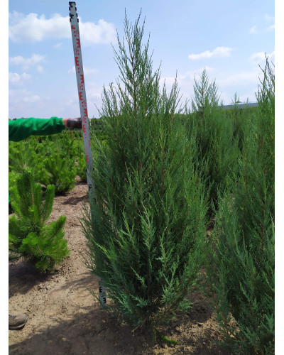 Ялівець скельний Блю Ерроу / Блю Арроу | Juniperus scopulorum Blue Arrow | Можжевельник скальный Блю Эрроу / Блю Арроу