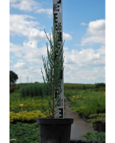 Ялівець скельний Блю Ерроу / Блю Арроу | Juniperus scopulorum Blue Arrow | Можжевельник скальный Блю Эрроу / Блю Арроу