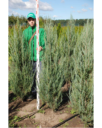 Ялівець скельний Блю Ерроу / Блю Арроу | Juniperus scopulorum Blue Arrow | Можжевельник скальный Блю Эрроу / Блю Арроу