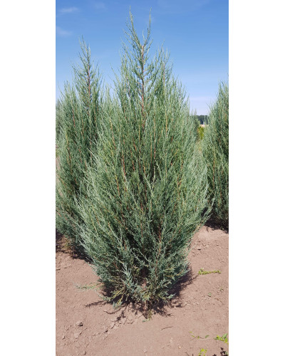 Ялівець скельний Блю Ерроу / Блю Арроу | Juniperus scopulorum Blue Arrow | Можжевельник скальный Блю Эрроу / Блю Арроу