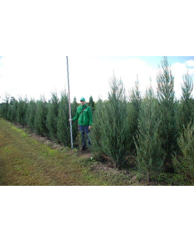 Ялівець скельний Блю Ерроу / Блю Арроу | Juniperus scopulorum Blue Arrow | Можжевельник скальный Блю Эрроу / Блю Арроу
