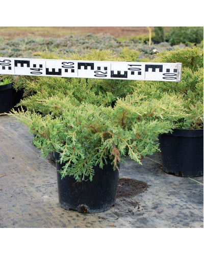 Ялівець середній / пфітцеріана Голд Стар | Juniperus media / pfitzeriana Gold Star | Можжевельник средний / пфитцериана Голд Стар
