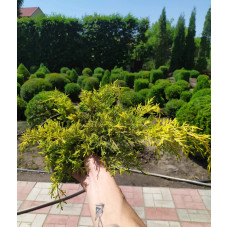 Ялівець середній / пфітцеріана Голд Стар |  Juniperus media / pfitzeriana Gold Star | Можжевельник средний / пфитцериана Голд Стар