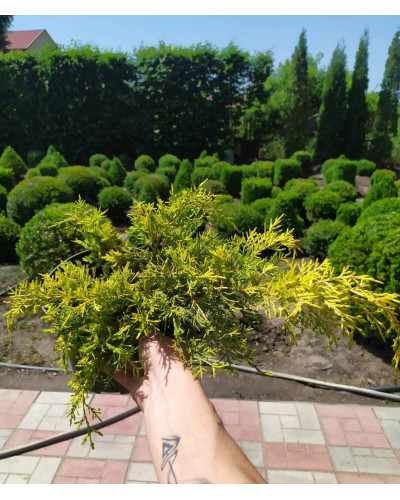 Ялівець середній / пфітцеріана Голд Стар | Juniperus media / pfitzeriana Gold Star | Можжевельник средний / пфитцериана Голд Стар