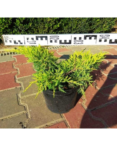 Ялівець середній Кербері Голд | Можжевельник средний Кербери Голд | Juniperus pfitzeriana Carbery Gold