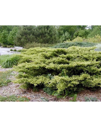 Ялівець середній Голд Кост | Можжевельник средний Голд Кост | Juniperus media Gold Coast
