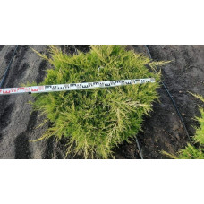 Ялівець середній Голд Кост | Можжевельник средний Голд Кост | Juniperus media Gold Coast