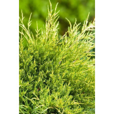 Ялівець середній / пфітцеріана Олд Голд | Juniperus media / pfitzeriana Old Gold | Можжевельник средний / пфицериана Олд Голд