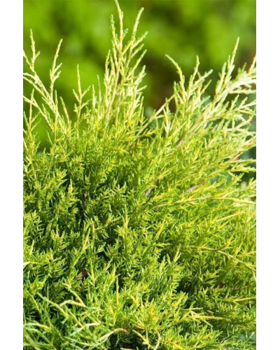 Ялівець середній / пфітцеріана Олд Голд | Juniperus media / pfitzeriana Old Gold | Можжевельник средний / пфицериана Олд Голд