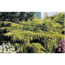 Ялівець середній / пфітцеріана Олд Голд | Juniperus media / pfitzeriana Old Gold | Можжевельник средний / пфицериана Олд Голд