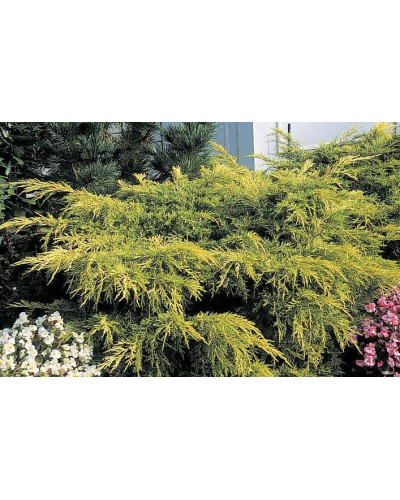 Ялівець середній / пфітцеріана Олд Голд | Juniperus media / pfitzeriana Old Gold | Можжевельник средний / пфицериана Олд Голд