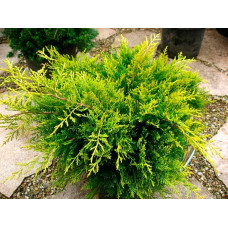 Ялівець середній / пфітцеріана Олд Голд | Juniperus media / pfitzeriana Old Gold | Можжевельник средний / пфицериана Олд Голд