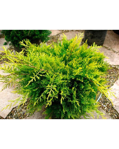 Ялівець середній / пфітцеріана Олд Голд | Juniperus media / pfitzeriana Old Gold | Можжевельник средний / пфицериана Олд Голд