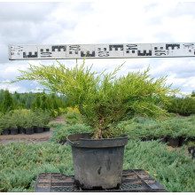 Ялівець середній / пфітцеріана Олд Голд | Juniperus media / pfitzeriana Old Gold | Можжевельник средний / пфицериана Олд Голд